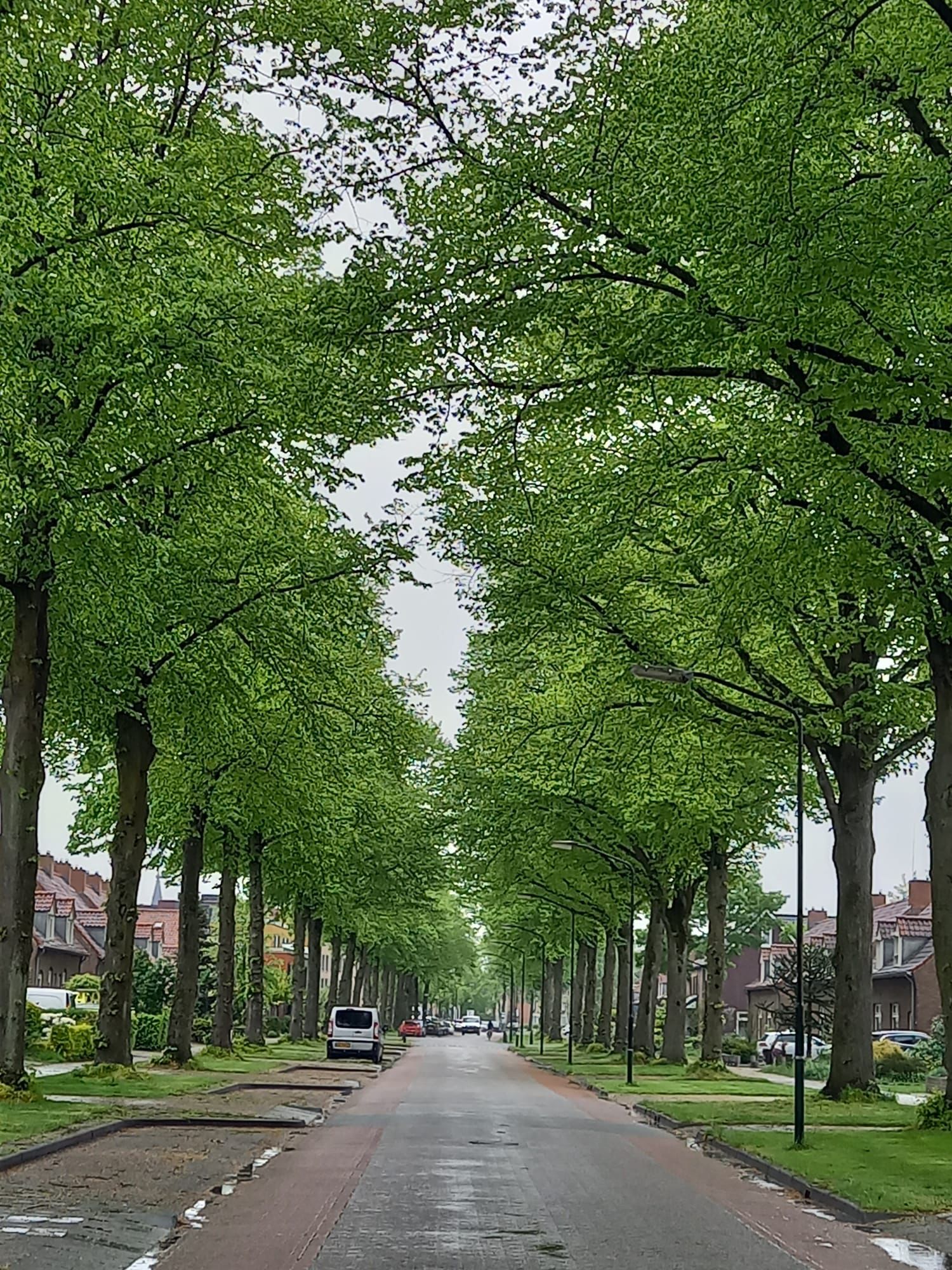 Bomen Deken Baekersstraat vooralsnog gered!